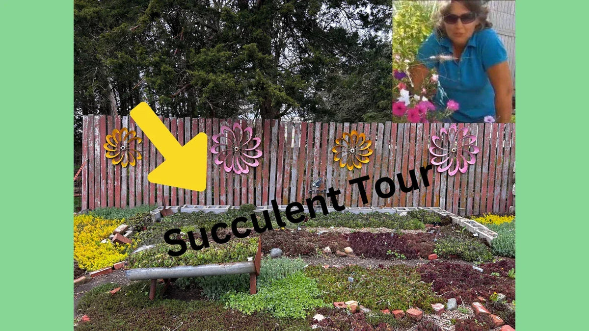 Sedum Mixed Lot of 9 Live Perennial Succulents | Black Pearl, John Creech, Angelina | Hardy Plants for Zones 4-8