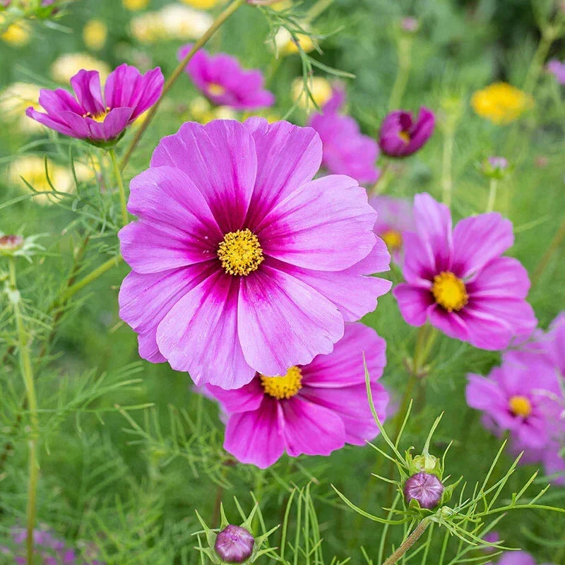 Cosmos Seeds - 200+ Radiance Variety - Vibrant Pink, Orange & White Blooms - Cosmos bipinnatus - Garden Planting, Annual