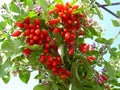 Goji Berry Cuttings - 5 Fresh Cuttings - Extra Fertile ANNY Variety - Lycium barbarum