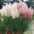 Mixed Pampas Grass Seeds - 500 Seeds Pink & White Ornamental Cortaderia selloana for Garden Landscaping