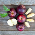 Arkansas Black Apple Tree Bare Root M7 Rootstock, Malus domestica, Dark Red Apples, Fruit Tree for Garden or Orchard