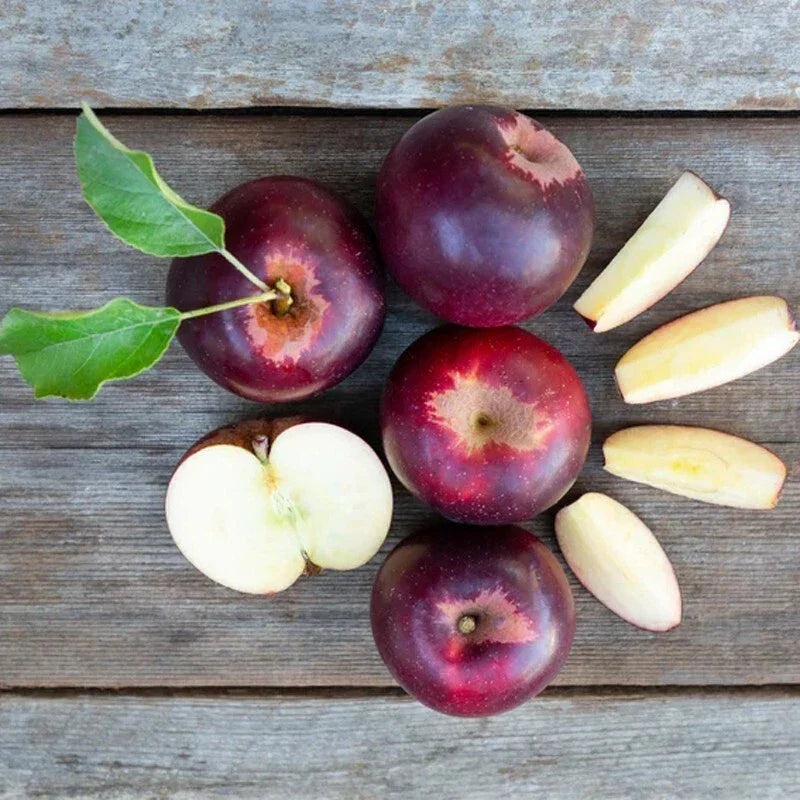 Arkansas Black Apple Tree Bare Root M7 Rootstock, Malus domestica, Dark Red Apples, Fruit Tree for Garden or Orchard