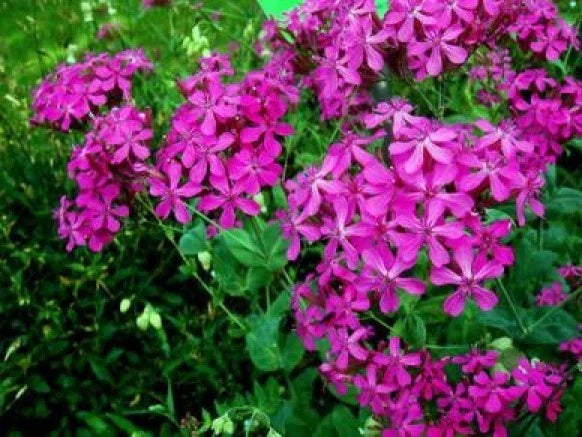 Catchfly Flower Seeds - Silene armeria, Perennial, Pink Blooms, Easy to Grow, 100 Seeds, Drought Tolerant, Garden, Wildflower