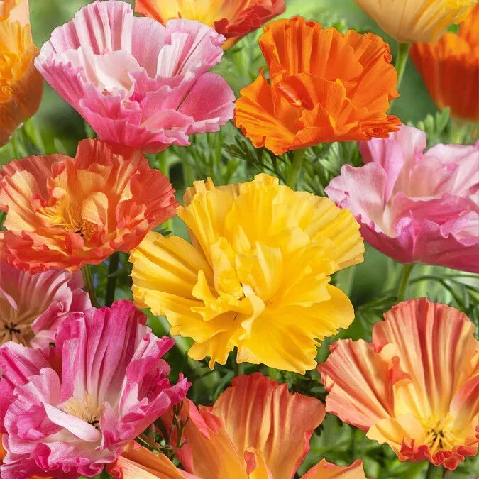 California Ballerina Mix Poppy Seeds - 200+ Seeds for Garden, Eschscholzia californica, Vibrant Colors, Easy to Grow, Non-GMO