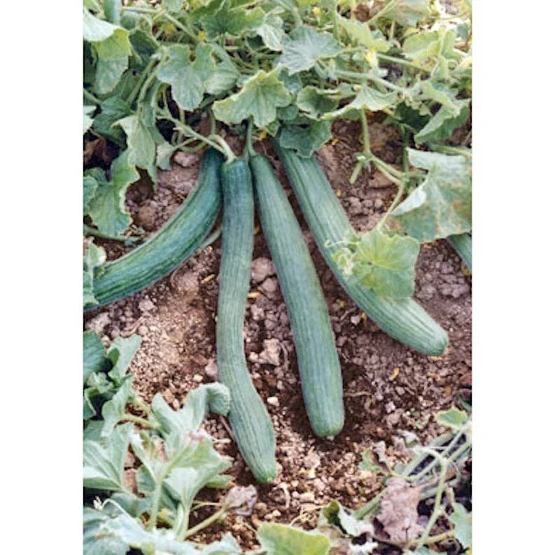 Italian Cucumber Seeds - 60 Pack, Tortarello Verde Scuro, Non-GMO, Cucumis sativus, Gourmet Salad & Pickling Cucumbers