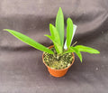 Hoya Mini-Belle Plant in 2.5" Pot, Hoya Hybrid, Indoor Houseplant, Easy Care, Trailing Vine, Rooted, Drought Tolerant