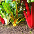 Rainbow Swiss Chard Seeds, Non-GMO, Colorful Stems, Beta vulgaris, Bright Greens for Salad and Cooking