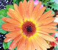 Peach Gerbera Daisy Seeds 200+ Pack for Garden Planting - Gerbera jamesonii - Vibrant Summer Blooms