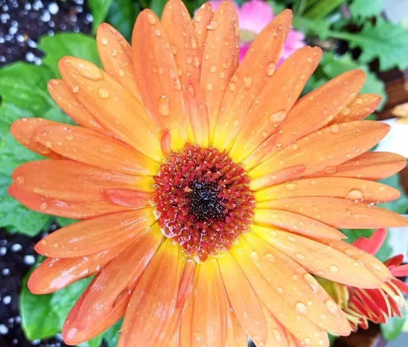 Peach Gerbera Daisy Seeds 200+ Pack for Garden Planting - Gerbera jamesonii - Vibrant Summer Blooms