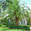 Canary Island Date Palm Seeds - Phoenix Canariensis Tree Seeds for Garden, Drought-Tolerant, Tropical Landscape, Pack of 10