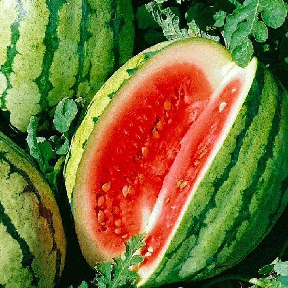 Dixie Queen Watermelon Seeds | Organic Non-GMO Heirloom Citrullus lanatus | Juicy, Sweet, Large Fruit for Garden Planting