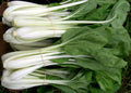 Pak Choi Seeds 200+ Count, White Stem Chinese Cabbage, Brassica rapa var. chinensis, for Home Gardening, All Seasons