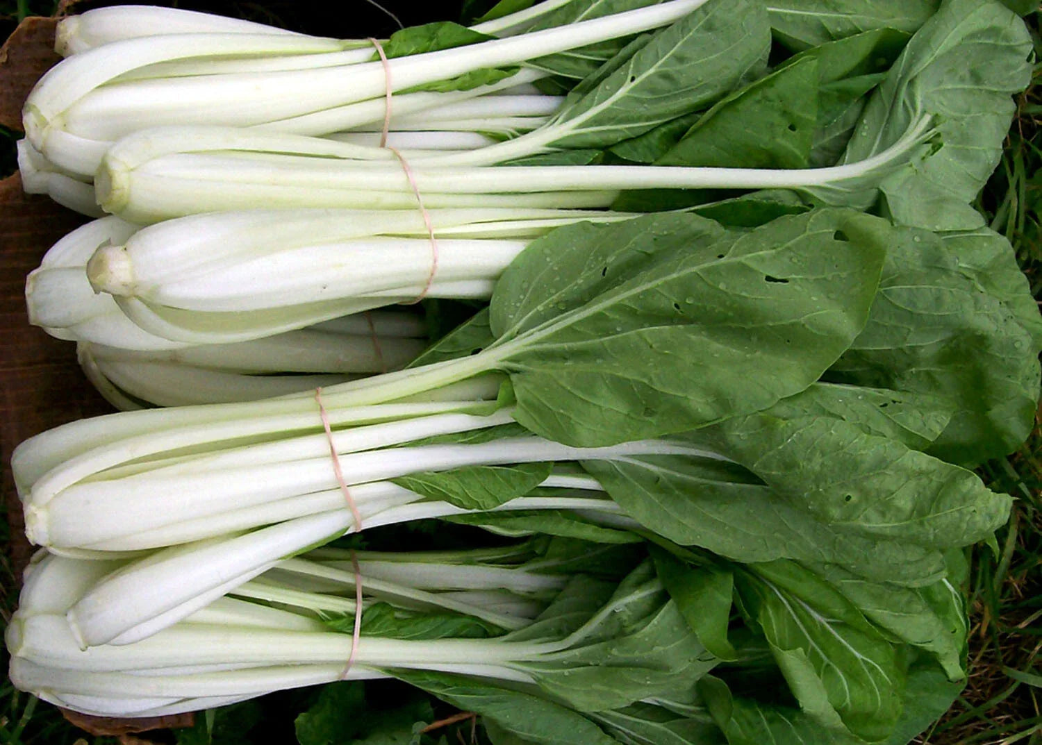 Pak Choi Seeds 200+ Count, White Stem Chinese Cabbage, Brassica rapa var. chinensis, for Home Gardening, All Seasons