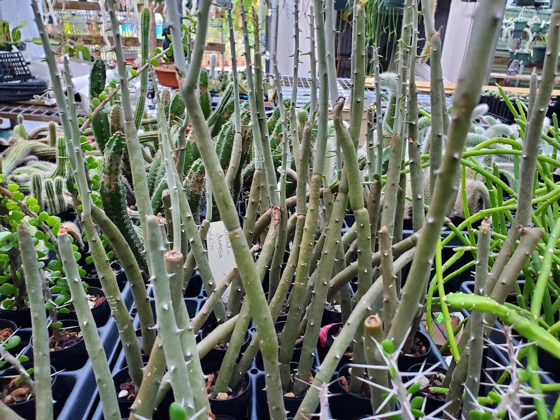 Rooted Cutting Alluaudia dumosa - Madagascar Succulent Plant