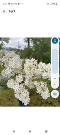 Bare Root Lilac Bushes 15" White - Syringa vulgaris with Planting Instructions