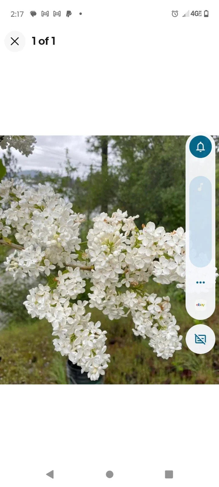 Bare Root Lilac Bushes 15" White - Syringa vulgaris with Planting Instructions