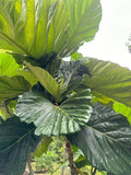 Rare Ficus Dammaropsis Highland Cuttings - 2 Fresh Exotic Indoor Plant Propagation Material