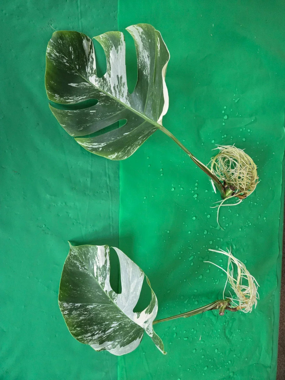 Monstera Albo Borsigiana Rooted Cutting – Variegated Houseplant for Indoor Gardens – Monstera deliciosa
