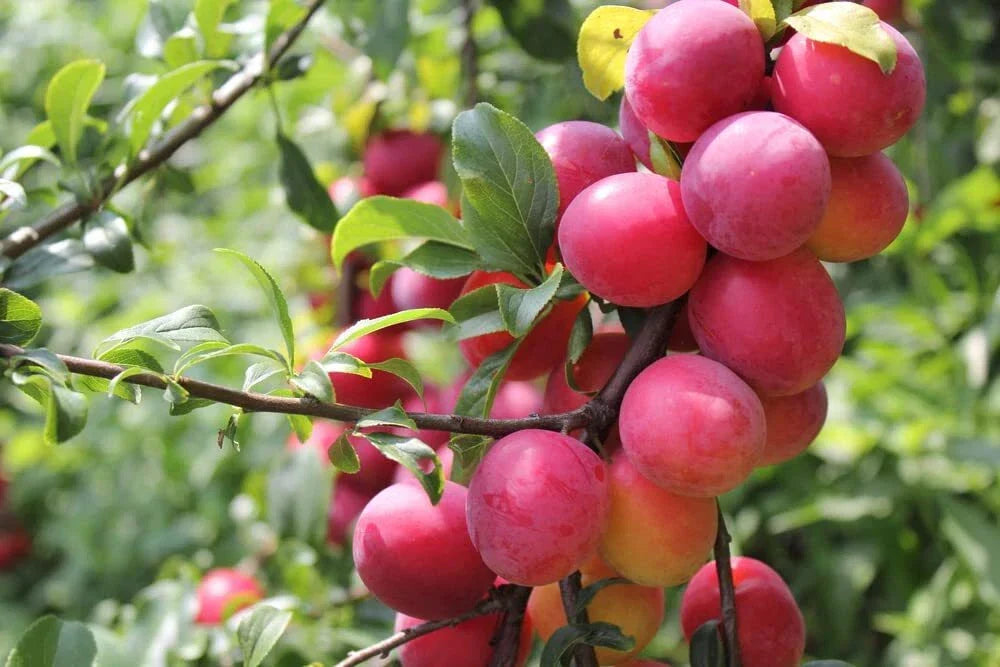 Plum Fruit Tree Seeds - 10 Prunus Americana Seeds for Home Gardening, Edible Fruit, White Blossoms, USA Grown