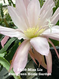 Rooted Epiphyllum Orchid Cactus Plant Miss Liz 4” Starter Pot Indoor Houseplant Easy Care Succulent