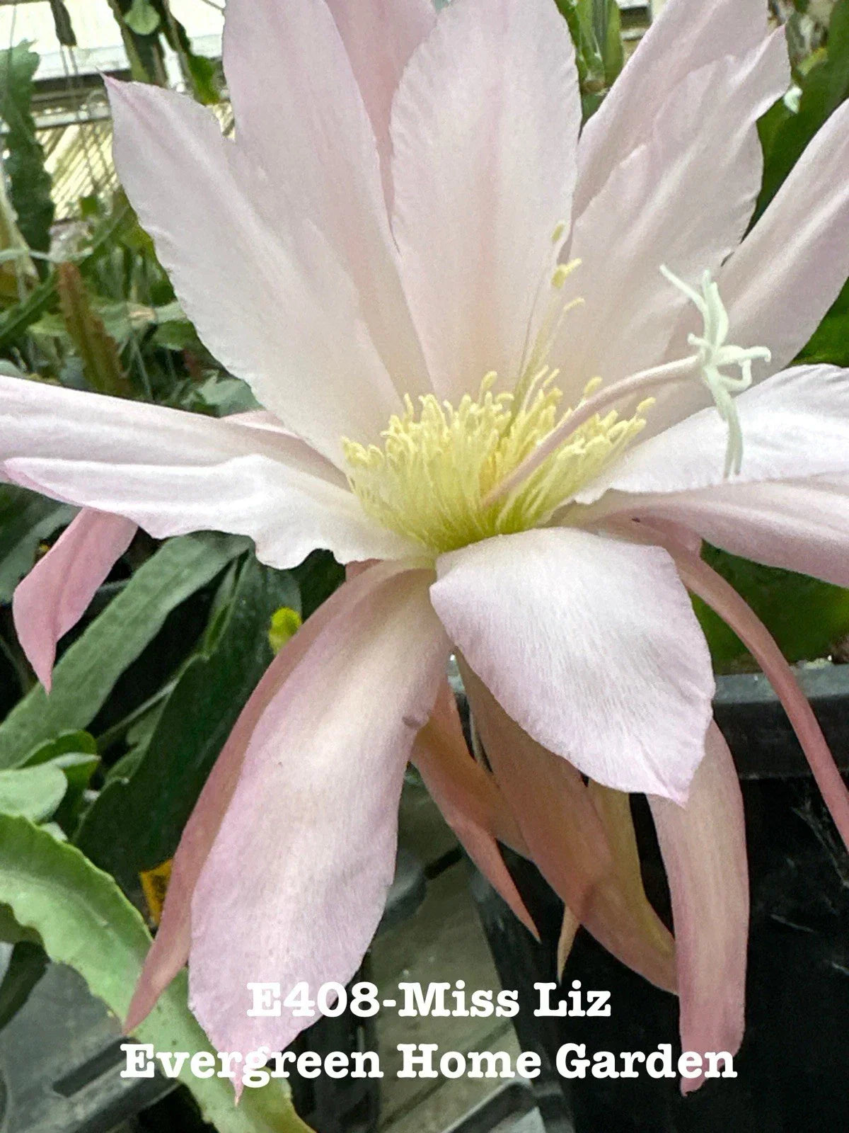 Rooted Epiphyllum Orchid Cactus Plant Miss Liz 4” Starter Pot Indoor Houseplant Easy Care Succulent