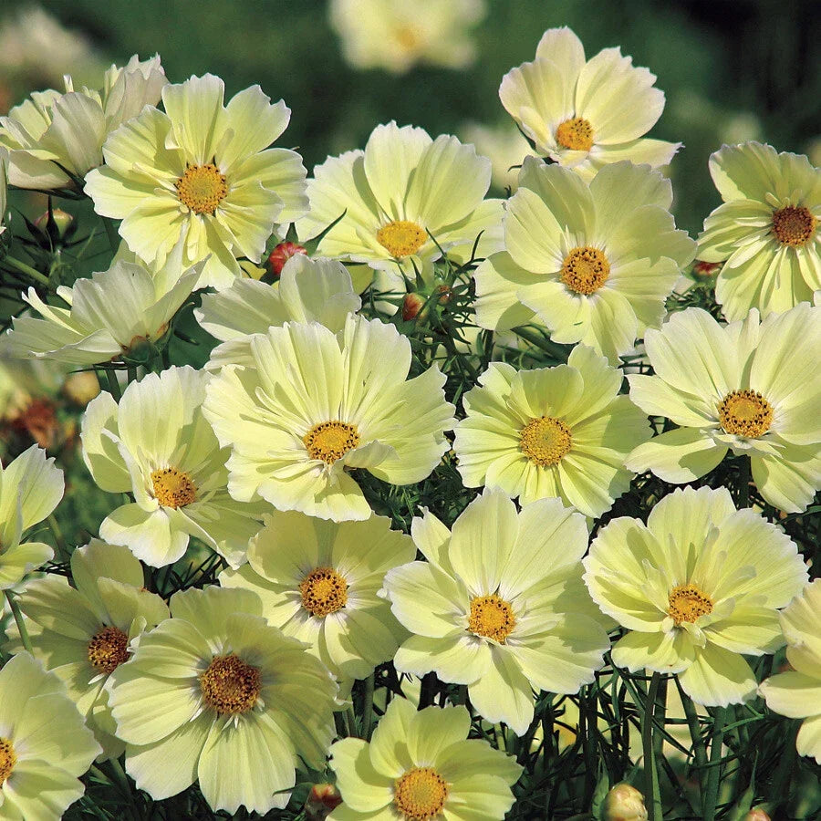 Cosmos Seeds - 100 Non-GMO Sunset Yellow - Bright Cut Flowers for Gardens & Containers - Cosmos bipinnatus
