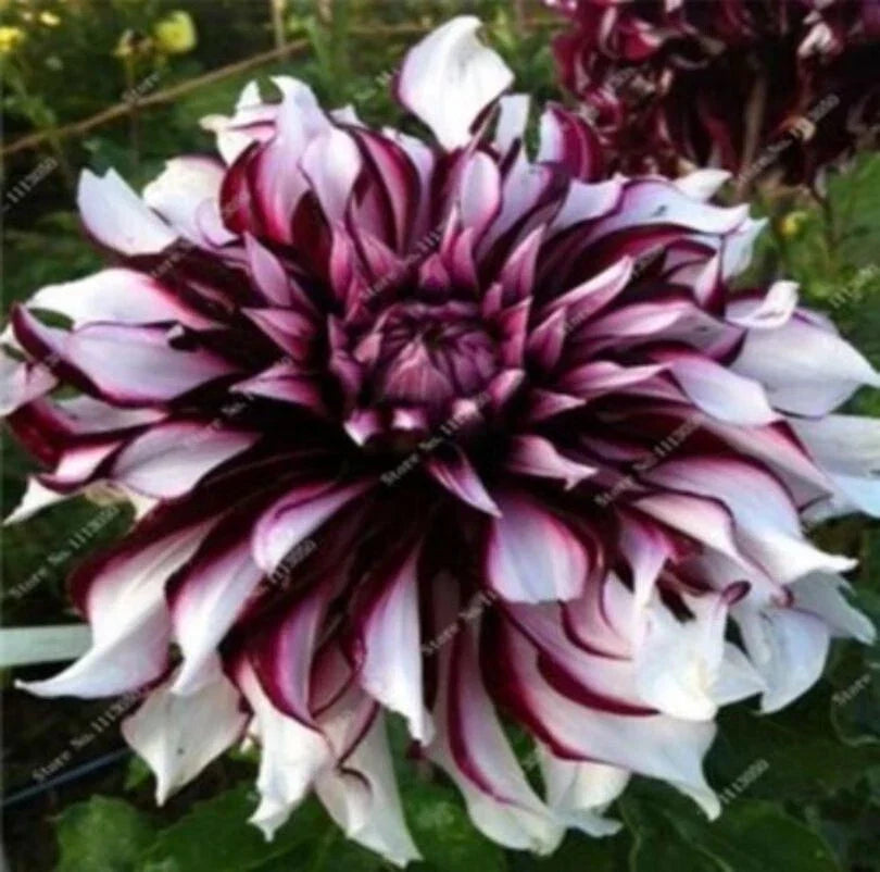 Dahlia Seeds 20PCS - Rare Perennial Flower Variety for Gardens - Vibrant Multi-Color Blooms - Dahlia pinnata