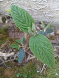 Live Rooted Leatherleaf Viburnum Plant - 4-Year-Old Viburnum rhytidophyllum for Bonsai & Landscaping
