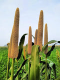 Pearl Millet Grass Seeds for Planting, Ornamental Pennisetum glaucum, Drought-Resistant, Fast-Growing Grass Seeds