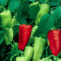 Sweet Pepperoncini Pepper Seeds - Non-GMO Heirloom, Capsicum annuum, Garden Seeds