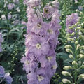Giant Imperial Larkspur Seeds - 1000+ Delphinium elatum for Cutting & Garden, Vibrant Blue, Purple & White, Annual, Easy to Grow