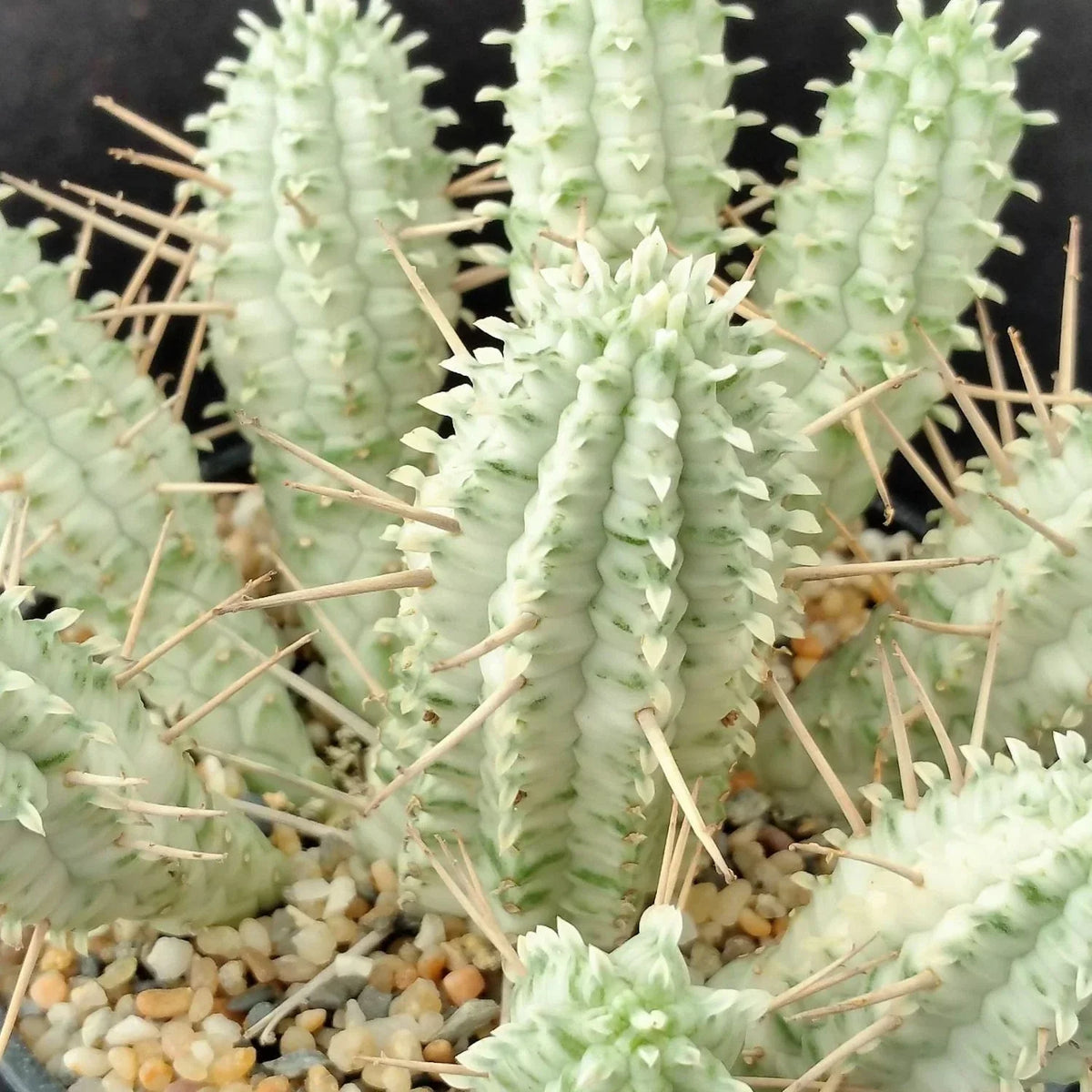 Euphorbia Mammillaris Variegata Cuttings - 2" Unrooted White Succulent Plant, Rare Variegated Indoor Cactus