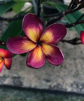 Lavender Yellow Plumeria Seeds - Fragrant Tropical Flowers - Plumeria rubra - Perennial Hawaiian Flower Seeds