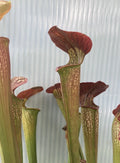 Carnivorous Plant Division - Sarracenia alata black x flava rubricorpora, Bare Root, Pitcher Plant