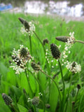 Plantago Lanceolata Seeds – 500+ Narrow Leaf Plantain Seeds for Gardening & Medicinal Use, Hardy Perennial, Non-GMO
