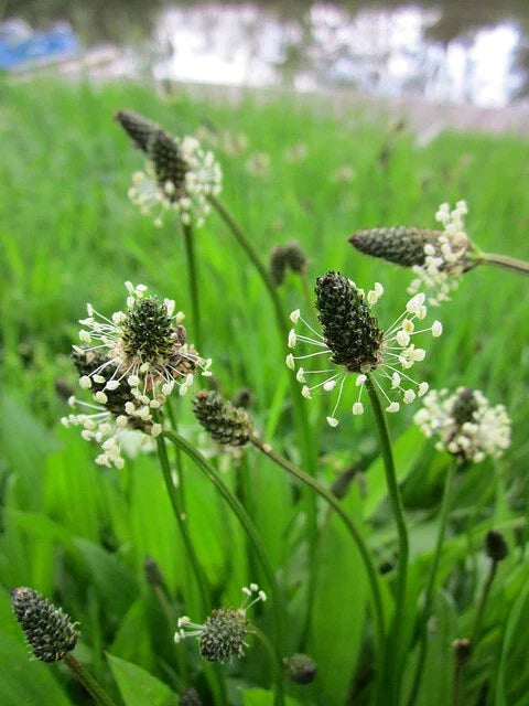 Plantago Lanceolata Seeds – 500+ Narrow Leaf Plantain Seeds for Gardening & Medicinal Use, Hardy Perennial, Non-GMO