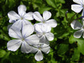 Silver Plumbago Seeds Pack of 50, Blue Flowering Plant Seeds, Plumbago auriculata for Garden, Landscaping & Borders