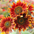 Autumn Beauty Sunflower Seeds 50pcs, Helianthus annuus, Vibrant Orange Red Yellow Flowers, Tall Ornamental Garden Seeds