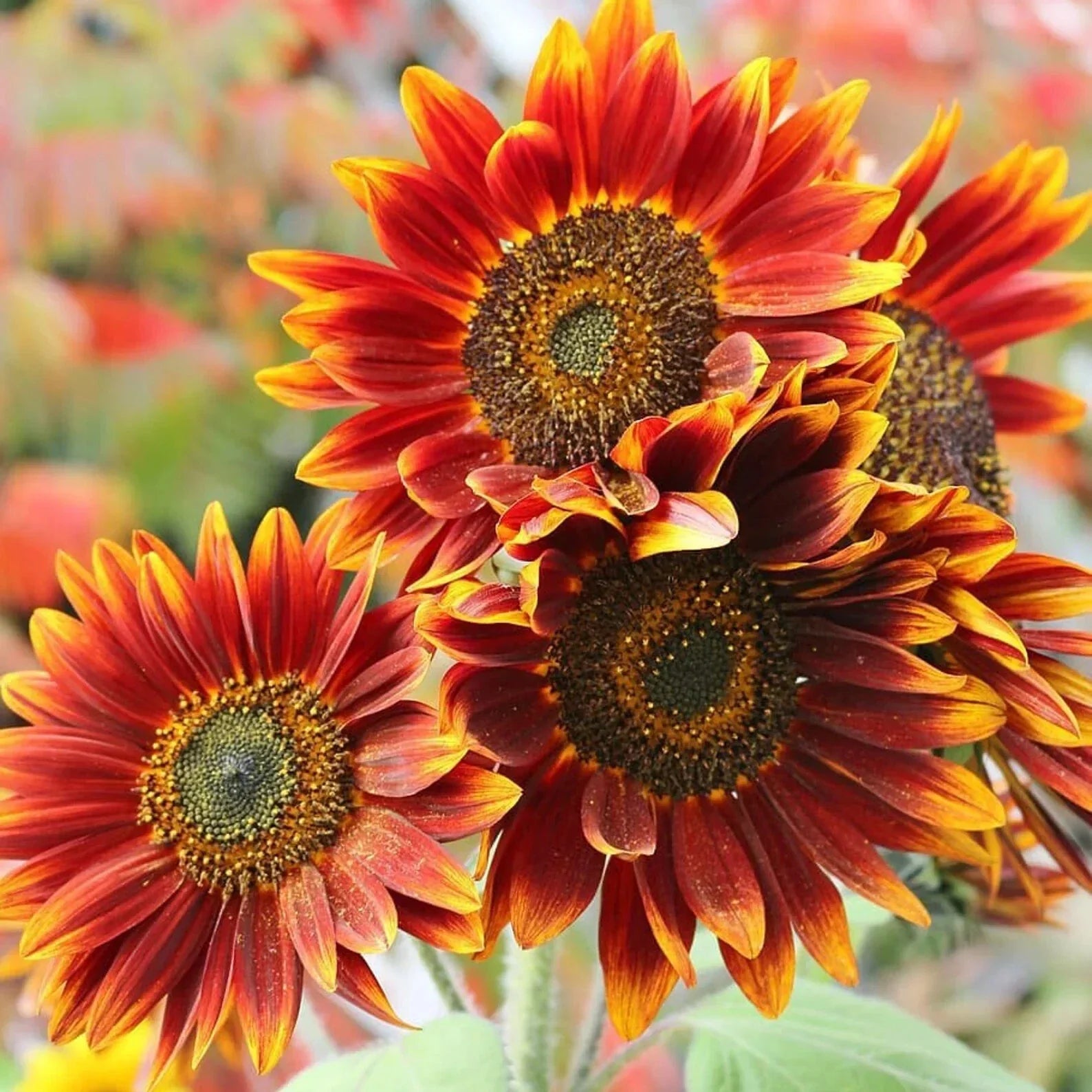 Autumn Beauty Sunflower Seeds 50pcs, Helianthus annuus, Vibrant Orange Red Yellow Flowers, Tall Ornamental Garden Seeds
