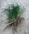 15 Mondo Grass Bare Root Plants – Evergreen Ground Cover, Ophiopogon japonicus, Low-Maintenance Lawn Alternative