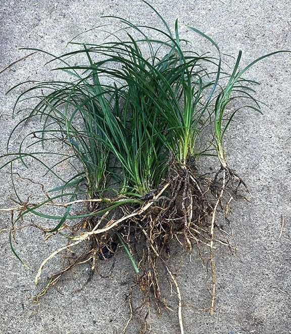 15 Mondo Grass Bare Root Plants – Evergreen Ground Cover, Ophiopogon japonicus, Low-Maintenance Lawn Alternative