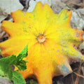 Sun Star Ornamental Gourd Seeds - Decorative Pumpkin Craft - Lagenaria siceraria - Pack of 20 Seeds