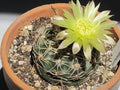 Cactus Seeds 50+ Gymnocalycium reductum Succulent Seeds for Indoor & Outdoor Gardening Free Shipping