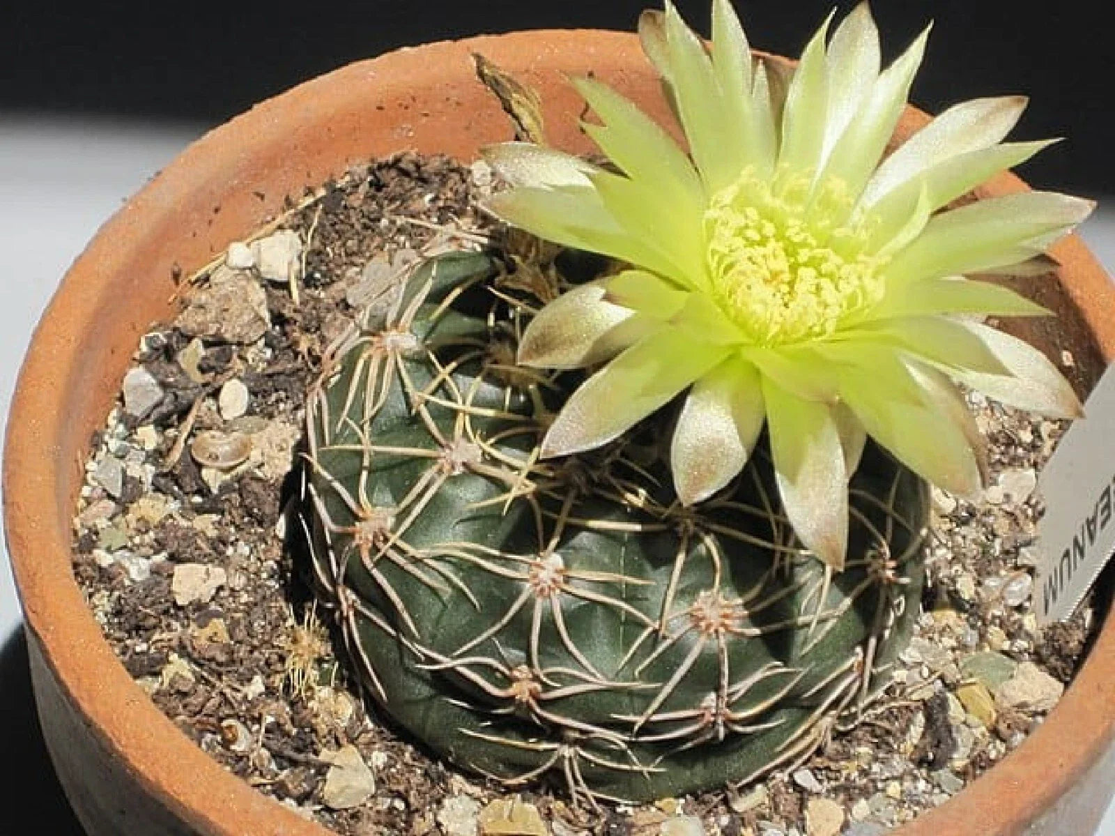 Cactus Seeds 50+ Gymnocalycium reductum Succulent Seeds for Indoor & Outdoor Gardening Free Shipping