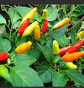 Tabasco Pepper Live Plants 2.5-Inch Pots, Capsicum frutescens, Hot Pepper Variety, Spicy Culinary Herb, Compact Bushy Growth