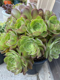 5 Piece Aeonium Succulent Cuttings - Colorful Rosette Varieties, 3-Inch Wide, Indoor & Outdoor Gardening, Aeonium spp.