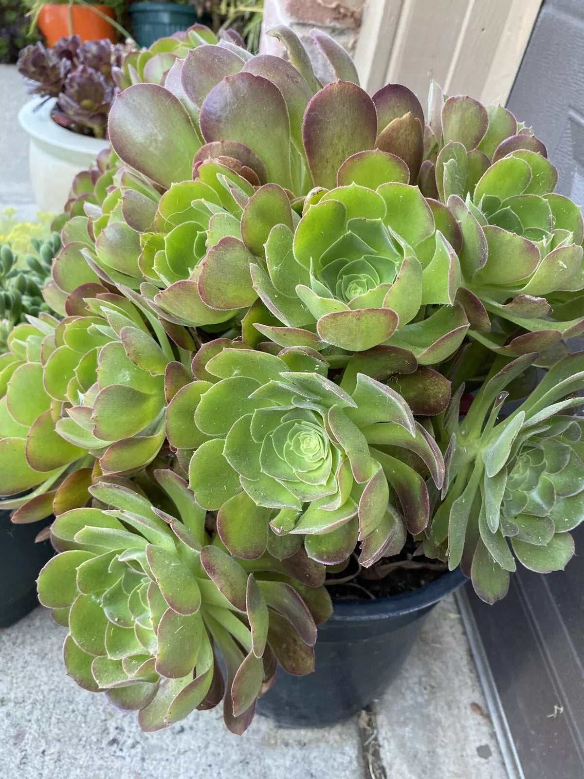 5 Piece Aeonium Succulent Cuttings - Colorful Rosette Varieties, 3-Inch Wide, Indoor & Outdoor Gardening, Aeonium spp.