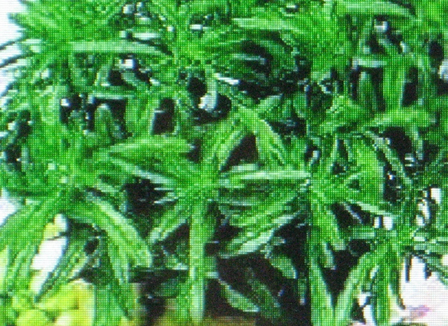 Savory Herb Seeds Bulk 1000 Satureja hortensis Culinary Medicinal Gourmet Herb Seeds