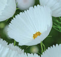 Cupcake White Cosmos Seeds, Cosmos bipinnatus, Annual Flower, Garden Planting, White Blooms, Easy to Grow, USA Grown, Free Shipping