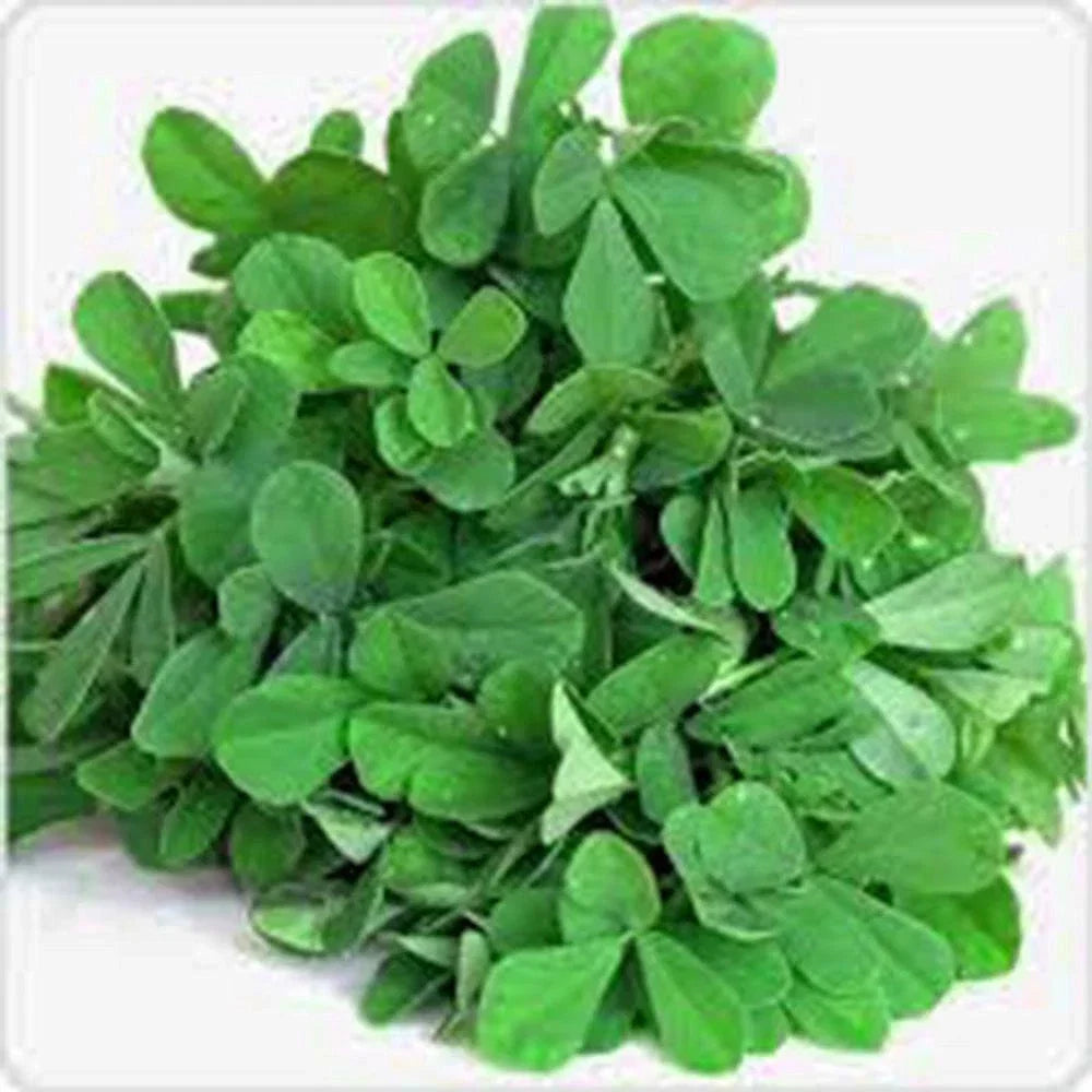Fenugreek Herb Seeds - Heirloom Trigonella foenum-graecum, 50+ Seeds for Culinary & Medicinal Use
